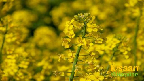 Pusa Bold (पूसा बोल्ड)