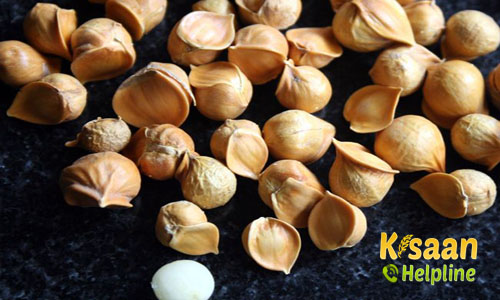 Golden Wild (GW) Garlic