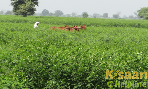 आई.सी.पी.-8863 (मारुती, 1986)