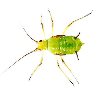 Aphid Midges (???? ????)