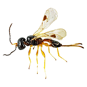 Braconid Wasps (???????? ?????)