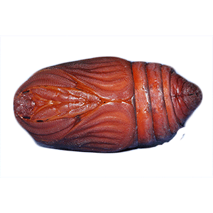 Epiricania hagoromo Parasite on Pyrilla