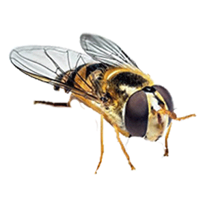 Syrphid flies (?????? ????????)