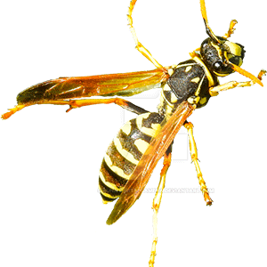 Wasp Preying Insect