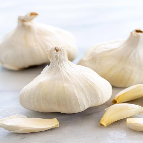 Garlic