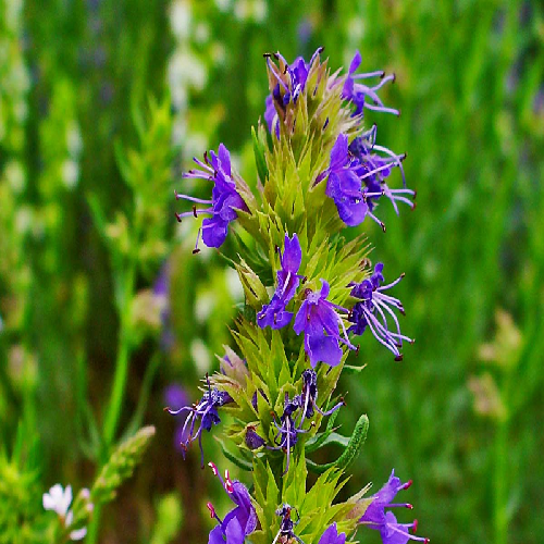 Hyssop