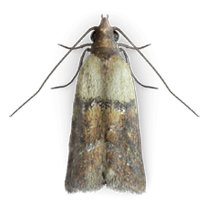 LEPIDOPTERAN PEST