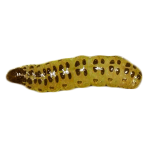 Pod borer (फली भेदक)
