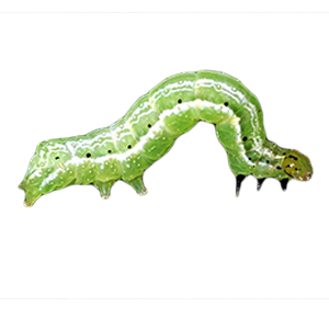 Semilooper (अर्धकुण्डलक इल्ली)