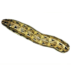 Spodoptera litura cotton leaf caterpillar