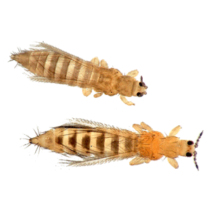 Thrips (तेला)
