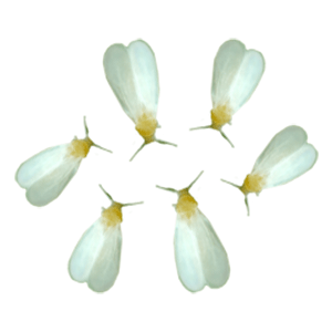Whiteflies (सफेद मक्खी)
