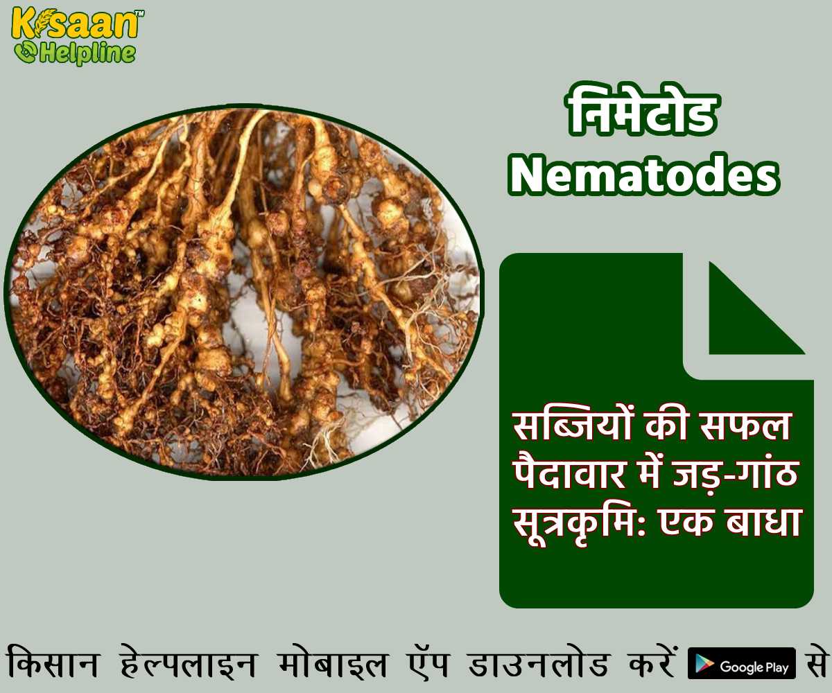 सब्जियों की सफल पैदावार में जड़-गांठ सूत्रकृमि: एक बाधा सब्जियों की सफल पैदावार में जड़-गांठ सूत्रकृमि: एक बाधा