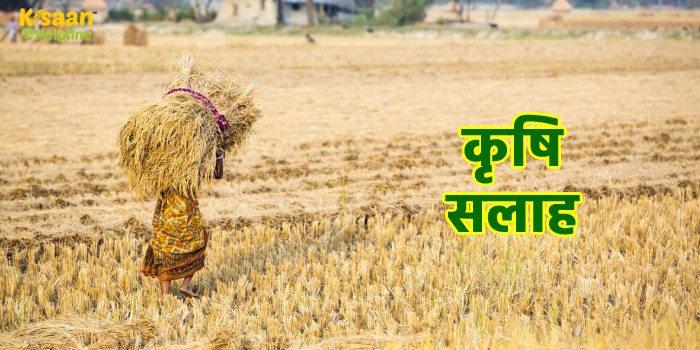 कृषि सलाह : कृषि विशेषज्ञों ने मौसम को देखते हुए किसानों को दी ये सलाह, इन बातों का रखें विशेष ध्यान कृषि सलाह : कृषि विशेषज्ञों ने मौसम को देखते हुए किसानों को दी ये सलाह, इन बातों का रखें विशेष ध्यान