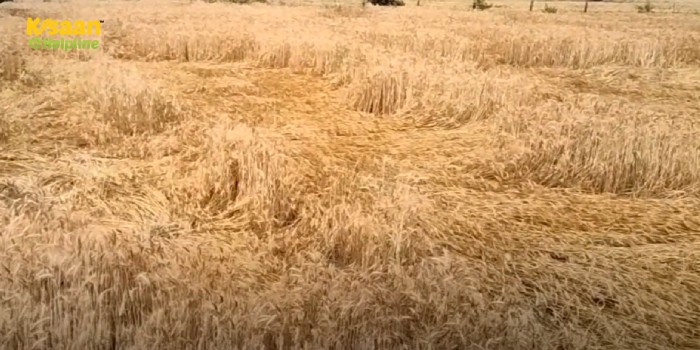 बेमौसम बारिश से 25 प्रतिशत तक फसल बर्बाद, मध्य प्रदेश में बारिश ने बरपाया कहर, किसान कर रहे मुआवजे की मांग बेमौसम बारिश से 25 प्रतिशत तक फसल बर्बाद, मध्य प्रदेश में बारिश ने बरपाया कहर, किसान कर रहे मुआवजे की मांग