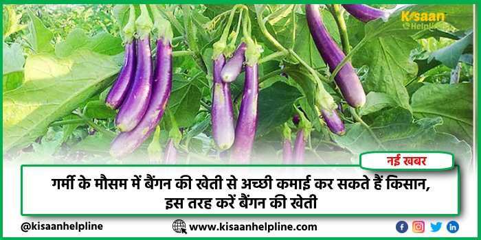 गर्मी के मौसम में बैंगन की खेती से अच्छी कमाई कर सकते हैं किसान, इस तरह करें बैंगन की खेती