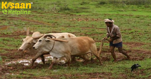 कृषि क्षेत्र कोरोना वायरस से प्रभावित नहीं होगा: कृषि मंत्री कृषि क्षेत्र कोरोना वायरस से प्रभावित नहीं होगा: कृषि मंत्री
