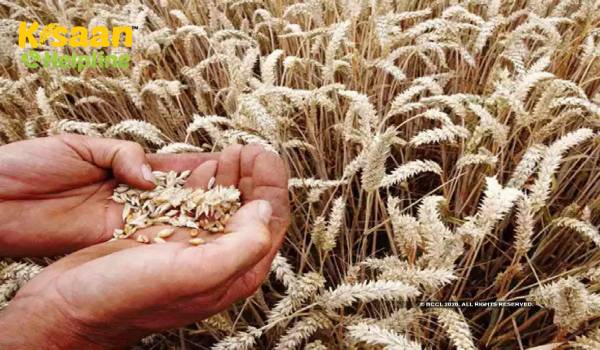 लॉकडाउन के बीच गेहूं की खरीद 13 करोड़ टन से अधिक