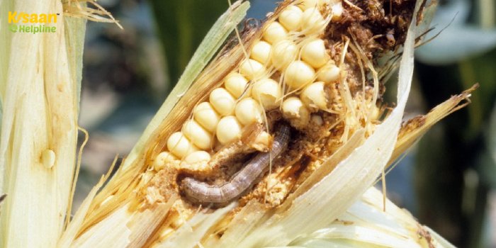 मक्का की खेती में लगने वाला हानिकारक कीट, जानें मक्के में सूंडी नियंत्रण का सटीक उपाय