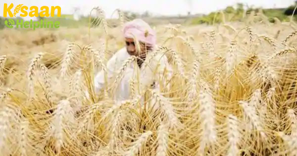 बाजारों में रबी फसलों के लिए खराब कीमतें किसानों के लिए कमजोर कड़ी हैं बाजारों में रबी फसलों के लिए खराब कीमतें किसानों के लिए कमजोर कड़ी हैं