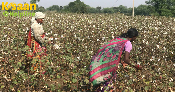 भारत में कपास अनुसंधान निकाय, युगांडा नई बीज विविधता विकसित करने के लिए भारत में कपास अनुसंधान निकाय, युगांडा नई बीज विविधता विकसित करने के लिए