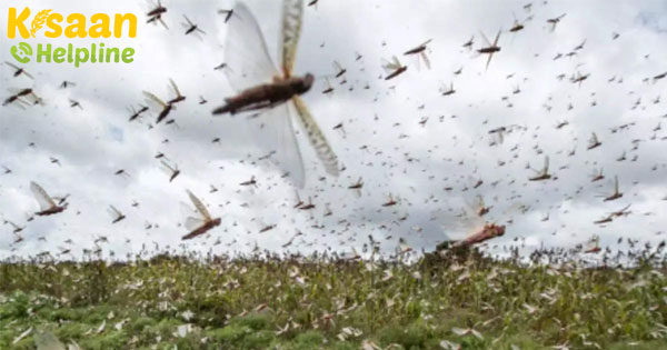 कॉटन एसोसिएशन ने कृषि मंत्री को टिड्डियों की और ध्यान आकर्षित करने के लिए कहा कॉटन एसोसिएशन ने कृषि मंत्री को टिड्डियों की और ध्यान आकर्षित करने के लिए कहा