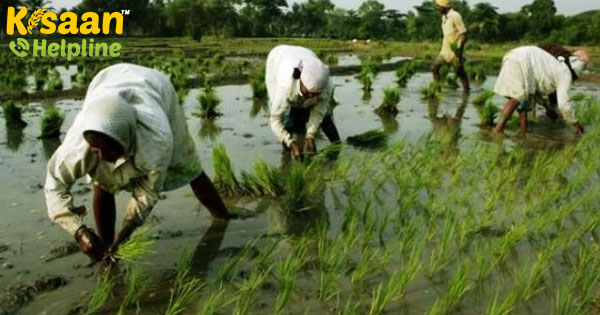 जानिए कैसे यह तेलंगाना का किसान भारत के सभी खेती करने वालों के लिए प्रेरणा बना जानिए कैसे यह तेलंगाना का किसान भारत के सभी खेती करने वालों के लिए प्रेरणा बना
