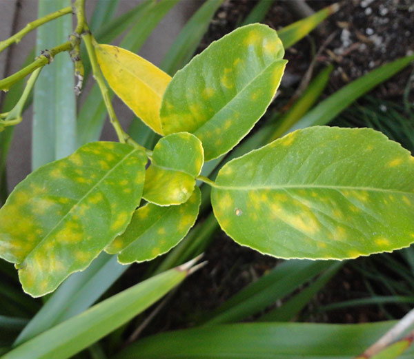 अब पौधों के रोगों का पता लगाएगा ऑनलाइन डॉक्टर अब पौधों के रोगों का पता लगाएगा ऑनलाइन डॉक्टर