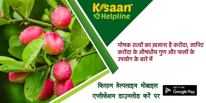 पोषक तत्वों का ख़जाना है करोंदा, जानिए करोंदा के औषधीय गुण और फलों के उपयोग के बारे में पोषक तत्वों का ख़जाना है करोंदा, जानिए करोंदा के औषधीय गुण और फलों के उपयोग के बारे में