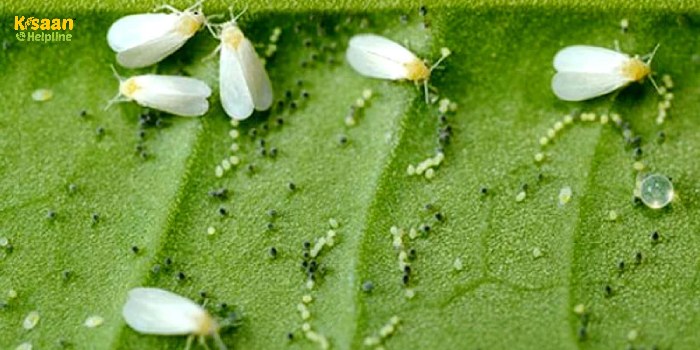 जानिए कपास की फसल में सफेद मक्खी के रोकथाम के उपाय