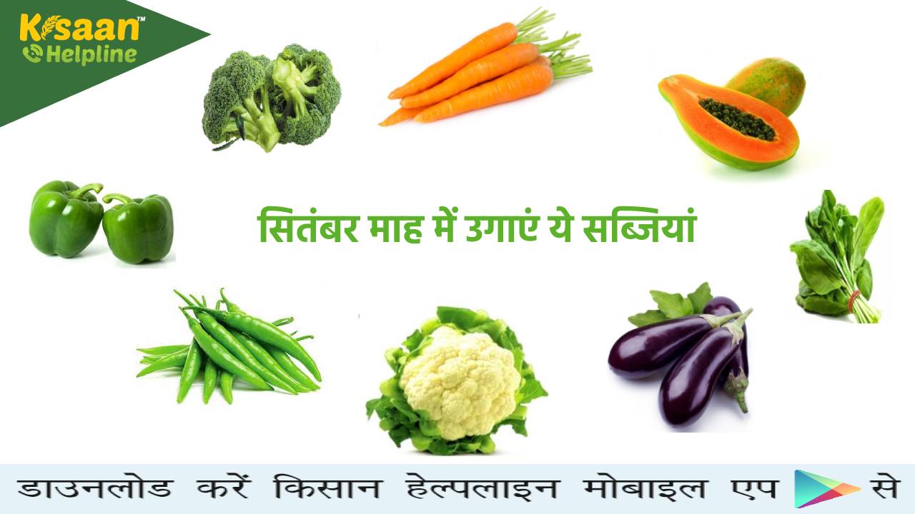 सितंबर माह में कीजिये इन सब्जियों की खेती, मिलेगा अच्छा उत्पादन और ज्यादा मुनाफा सितंबर माह में कीजिये इन सब्जियों की खेती, मिलेगा अच्छा उत्पादन और ज्यादा मुनाफा