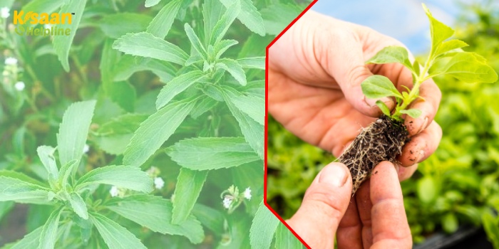 Stevia Farming: कैसे तैयार किये जाते है स्टीविया के पौधे, जानिए स्टीविया के पौधे तैयार करने का तरीका