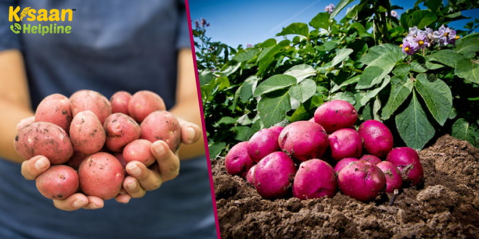 Potato Farming : जानिए लाल कंदीय आलू की नवीनतम उन्नत किस्मों के बारे में