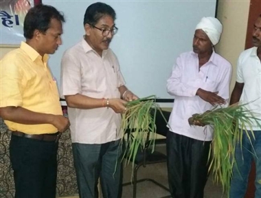 सैकड़ों एकड़ धान की फसल में लगी चतरा रोग सैकड़ों एकड़ धान की फसल में लगी चतरा रोग