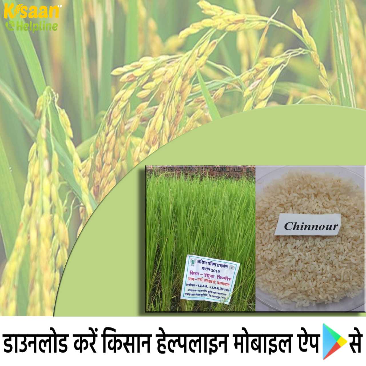 बालाघाट जिले के किसानों का चिन्नौर चावल अब जीआई टैग मिलने के बाद दुनियाभर में बिखेरेगा अपनी खुशबू और स्वाद का जादू