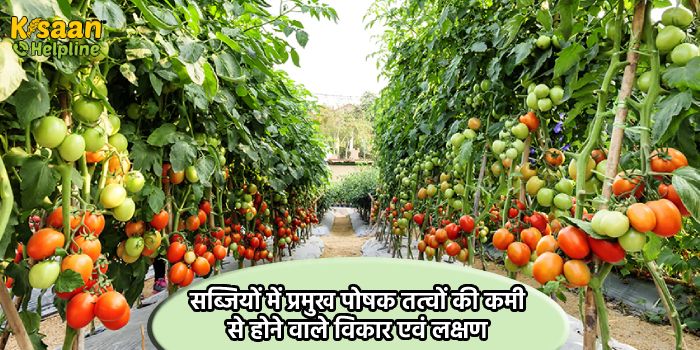 सब्जियों में प्रमुख पोषक तत्वों की कमी से होने वाले विकार एवं लक्षण सब्जियों में प्रमुख पोषक तत्वों की कमी से होने वाले विकार एवं लक्षण