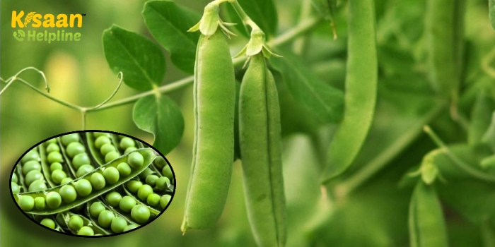 हरी मटर की उन्नत उत्पादन तकनीक अपनाकर कमा सकते है अधिक लाभ