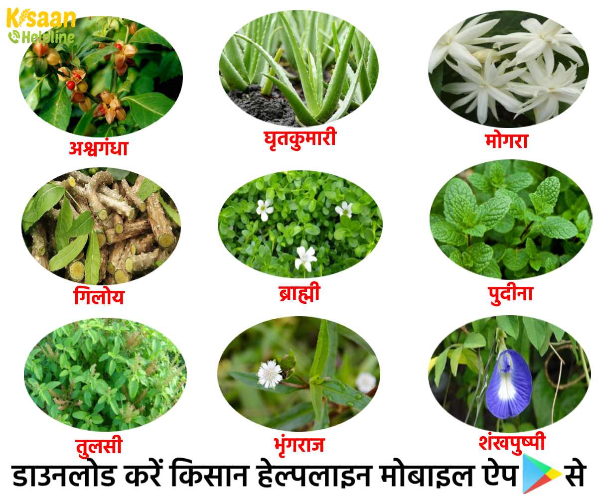 औषधीय फसलों की खेती से जुड़कर किसान भाई कमा सकते हैं अच्छा मुनाफ़ा औषधीय फसलों की खेती से जुड़कर किसान भाई कमा सकते हैं अच्छा मुनाफ़ा