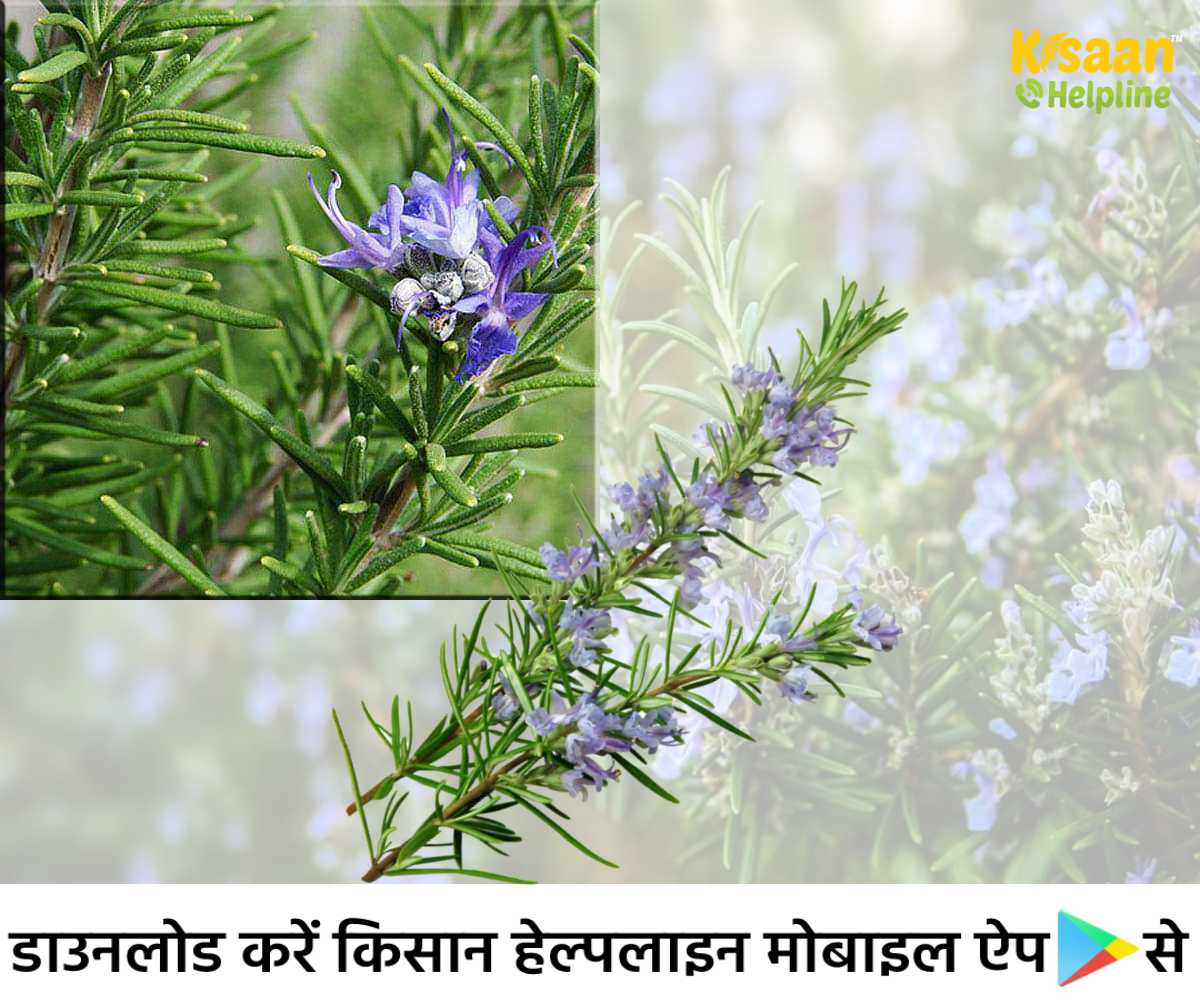 गुलमेंहदी की व्यापारिक खेती, जानिए गुलमेंहदी का उपयोग, लाभ और पैदावार के बारे में