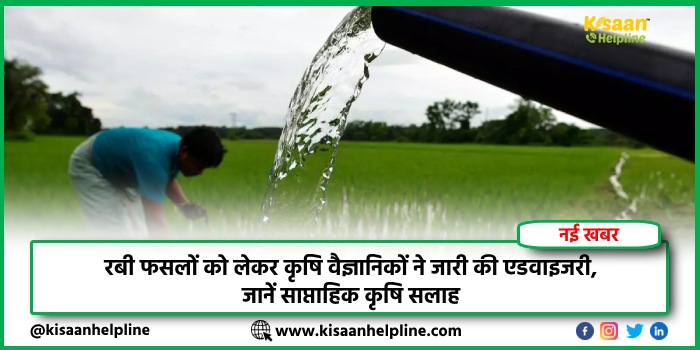 रबी फसलों को लेकर कृषि वैज्ञानिकों ने जारी की एडवाइजरी, जानें साप्ताहिक कृषि सलाह रबी फसलों को लेकर कृषि वैज्ञानिकों ने जारी की एडवाइजरी, जानें साप्ताहिक कृषि सलाह