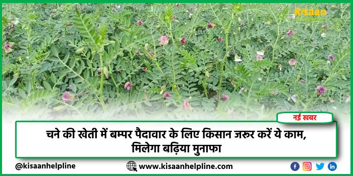 चने की खेती में बम्पर पैदावार के लिए किसान जरूर करें ये काम, मिलेगा बढ़िया मुनाफा