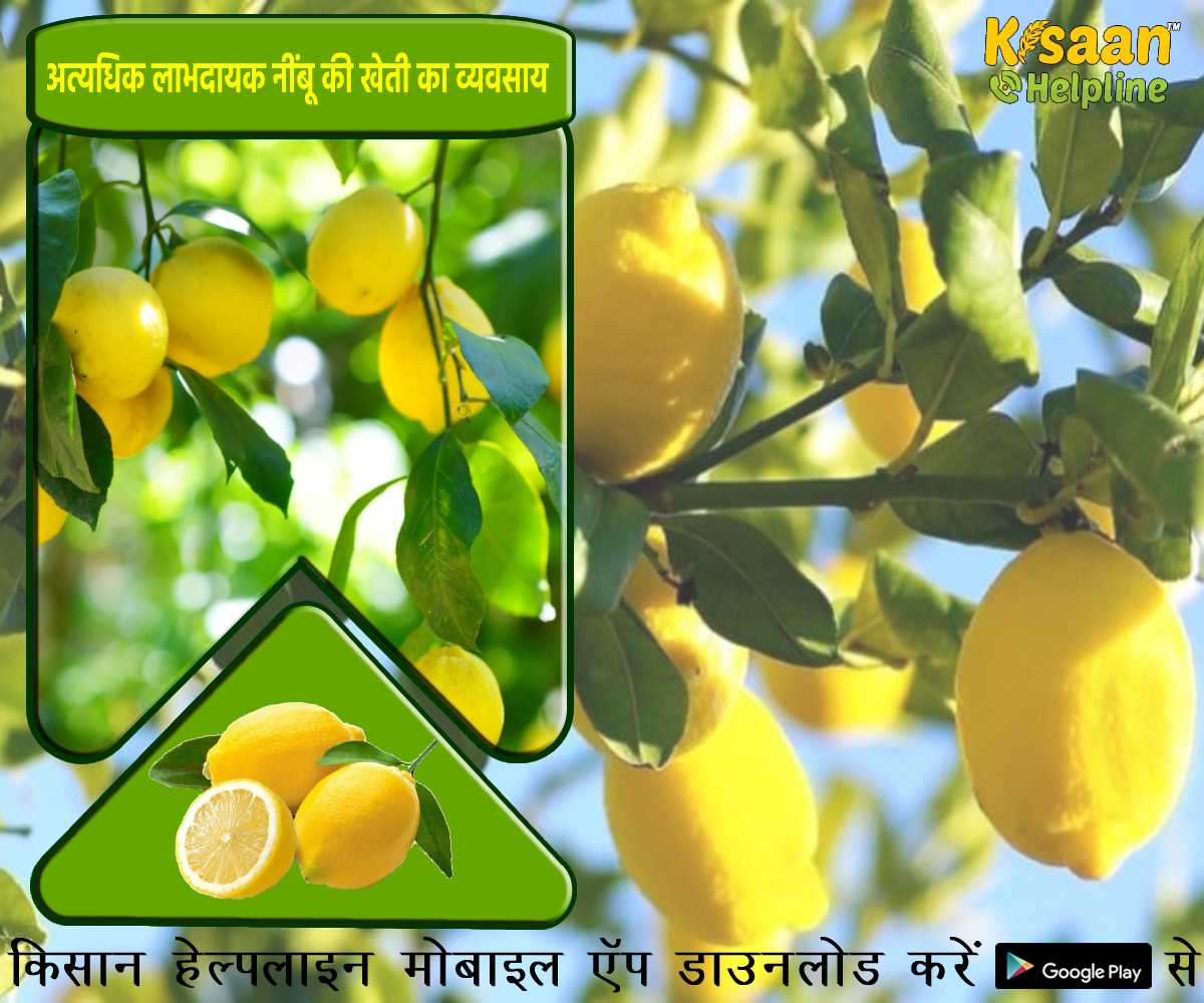 अत्यधिक लाभदायक नींबू की खेती का व्यवसाय आसानी से शुरू करें अत्यधिक लाभदायक नींबू की खेती का व्यवसाय आसानी से शुरू करें