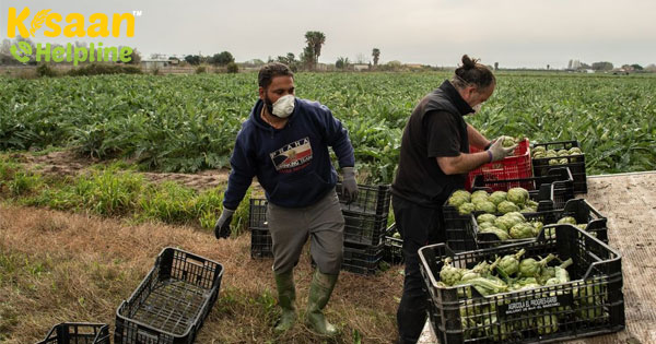 कृषि उत्पादन की बिक्री में गिरावट भारत में कोरोनोवायरस महामारी के बाद खिलाने की क्षमता को प्रभावित कर सकती है कृषि उत्पादन की बिक्री में गिरावट भारत में कोरोनोवायरस महामारी के बाद खिलाने की क्षमता को प्रभावित कर सकती है
