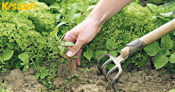 किसान फसलों को मारने से पहले खरपतवारों को दबाने के लिए तकनीकों का उपयोग करते हैं किसान फसलों को मारने से पहले खरपतवारों को दबाने के लिए तकनीकों का उपयोग करते हैं