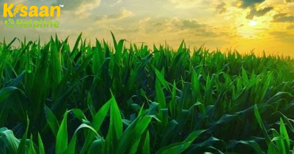 अरुणाचल प्रदेश सरकार खंती लाही चावल, तवांग मक्का और अदरक आदि का जीआई पंजीकरण कराने के लिए कदम शुरू करेगी अरुणाचल प्रदेश सरकार खंती लाही चावल, तवांग मक्का और अदरक आदि का जीआई पंजीकरण कराने के लिए कदम शुरू करेगी