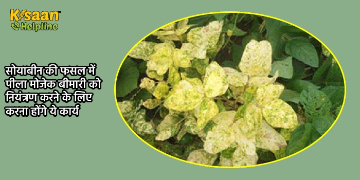 सोयाबीन की फसल में पीला मोजेक बीमारी को नियंत्रण करने के लिए करना होंगे ये कार्य