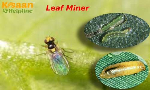 फसलों में लगने वाले हानिकारक कीट लीफ माइनर कीट से छुटकारा पाने के आसान तरीके फसलों में लगने वाले हानिकारक कीट लीफ माइनर कीट से छुटकारा पाने के आसान तरीके