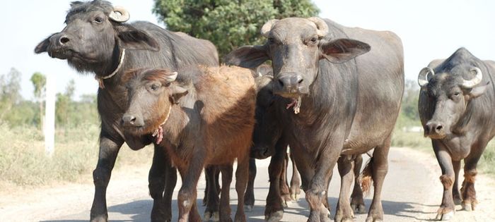 पशुओ को रोगो से बचाने के लिए निम्नलिखित बातो का ध्यान अवश्य रखे : पशुओ को रोगो से बचाने के लिए निम्नलिखित बातो का ध्यान अवश्य रखे :