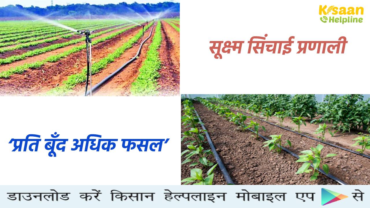 सूक्ष्म सिंचाई प्रणाली अपनाकर 30-40 फीसदी पानी की बचत, कम लागत में फसल का अधिक उत्पादन, जानिए इसके बारे में सूक्ष्म सिंचाई प्रणाली अपनाकर 30-40 फीसदी पानी की बचत, कम लागत में फसल का अधिक उत्पादन, जानिए इसके बारे में