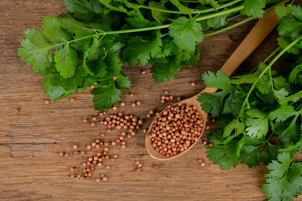 रसोई घर में काम आने वाला धनिया कई गुणों से है भरपूर ?